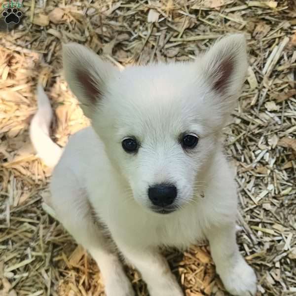 Max (Mini), American Eskimo Puppy